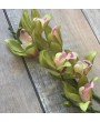 Цимбидиум (орхидея), на ветке, зеленый