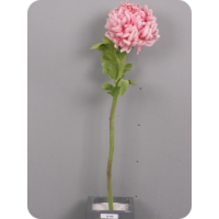Хризантема Шар, розовая, 60 см