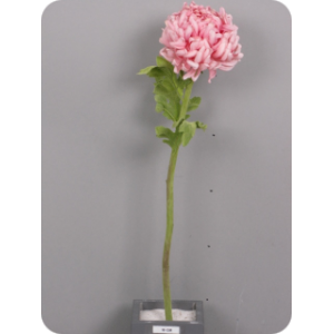 Хризантема Шар, розовая, 60 см