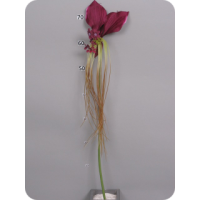 Цветок Taккa, фиолетовый, 80 см