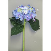 Гортензия Артист, голубая лаванда, 48 см
