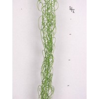 Кудрявая гирлянда зеленая, 103 см