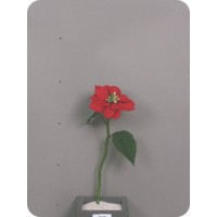 Пуансеттия, красная, 36 см