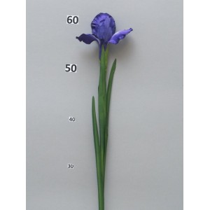   Ирис фиолетовый, 69 см
