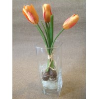 Миниатюрные тюльпаны с луковичками