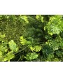 Фитостена, вертикальное озеленение Мираторг