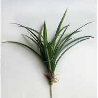 Агапантус, зеленый, 48 см