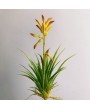 Анигозантус, ветка, желто-оранжевый, 24 см