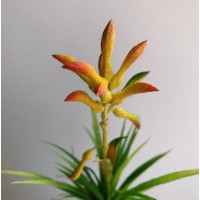Анигозантус, ветка, желто-оранжевый, 24 см