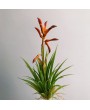 Анигозантус, ветка, красный, 24 см