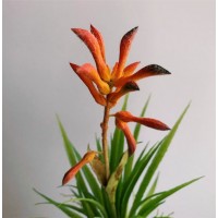 Анигозантус, ветка, красный, 24 см