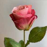 Роза Rugosa, розовая, 43 см