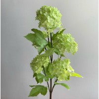 Калина обыкновенная "Розеум", зеленая, 60 см