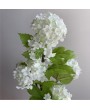 Калина обыкновенная "Розеум", белая, 60 см