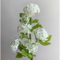 Калина обыкновенная "Розеум", белая, 60 см