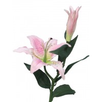 Лилия Casablanca, розовая, 68 см