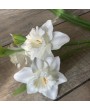 Нарцисс белый, 66 см