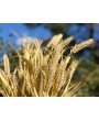  Пшеница,  3 ветки на стебле, 76 см