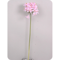 Агапантус, розово-лиловый, 62см