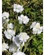 Василек белый, 3 цветка/1 куст, 60 см