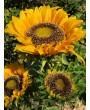 Подсолнечник Tuscany, желтый, 3 цветка, 85 см