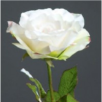 Роза Боготы, большая, кремовая, 56 см