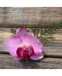 Заколка-брошь для волос "Розовая орхидея" в ассортименте